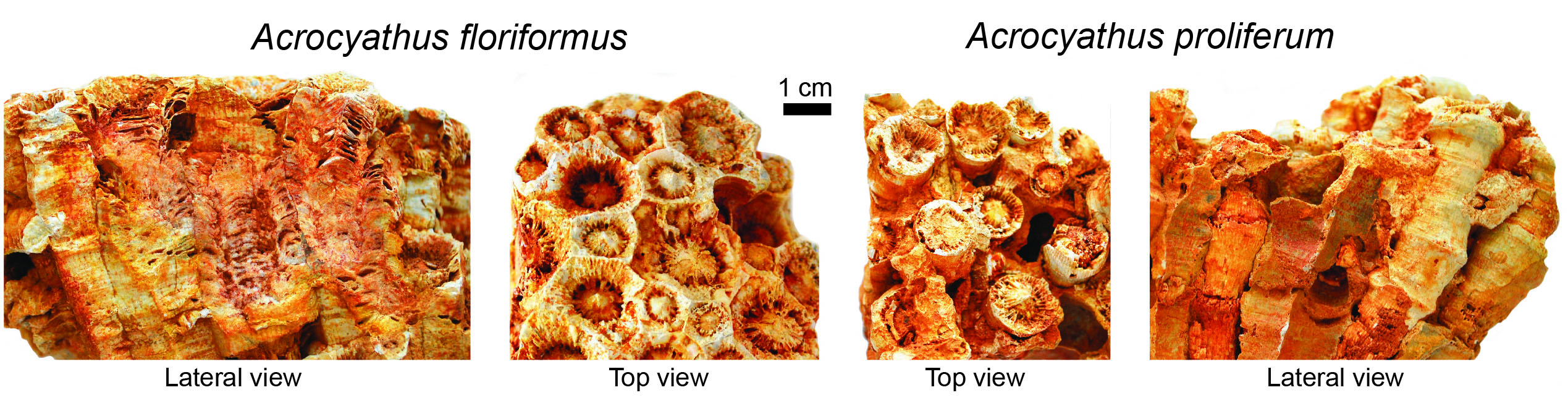 Views from the side and top of Acrocyathus floriformus